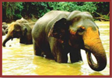 Elephants Orphanage - Pinnawala